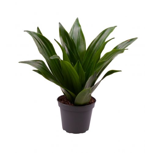 Драцена фрагранс Джанет Крейг - Dracaena fr. Janet Craig 