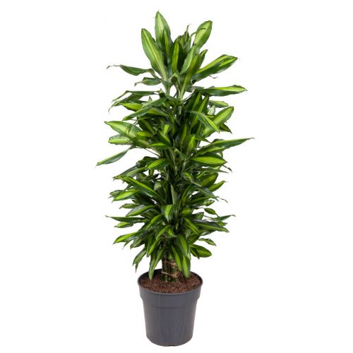 Драцена фрагранс Чинто - Dracaena fr. Cintho
