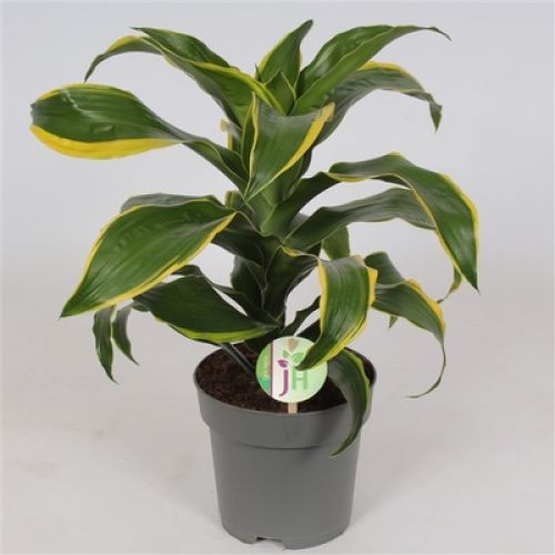 Драцена фрагранс компакта Дорадо - Dracaena fr. Comp. Dorado