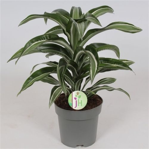 Драцена фрагранс компакта Джейд Джевел - Dracaena fr. Comp. Jade Jewel