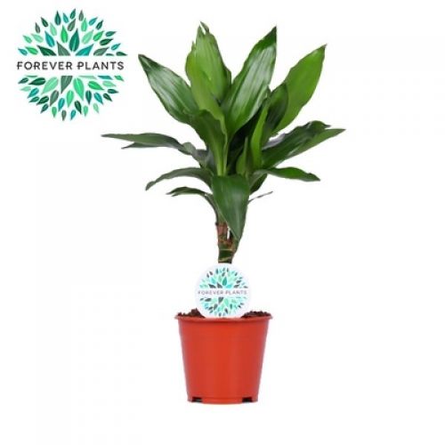 Драцена фрагранс Джанет Линд - Dracaena fr. Janet Lind
