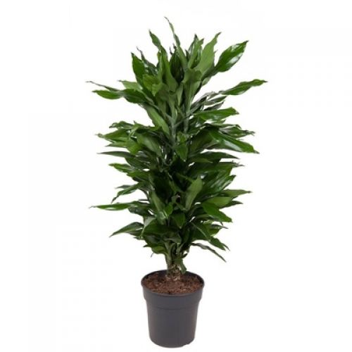 Драцена фрагранс Джанет Линд - Dracaena fr. Janet Lind