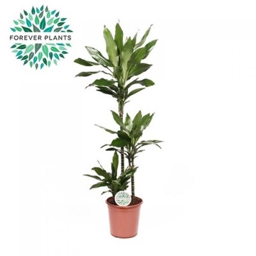 Драцена фрагранс Джанет Линд - Dracaena fr. Janet Lind