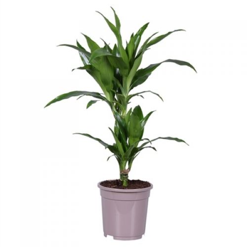 Драцена фрагранс Джанет Крейг - Dracaena fr. Janet Craig 