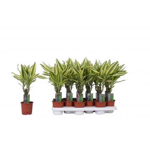 Драцена фрагранс Йеллоу коаст - Dracaena fr. Yellow Coast