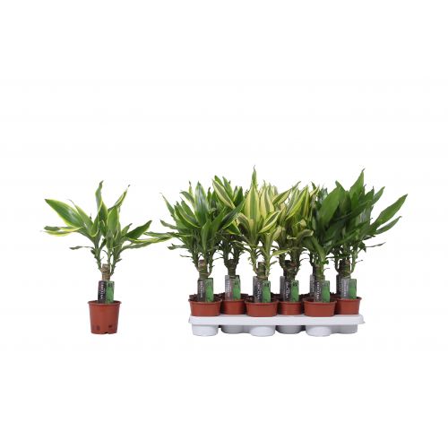 Драцена фрагранс микс  - Dracaena fr. mixed 