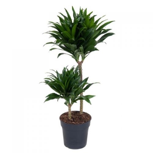 Драцена фрагранс Компакта - Dracaena fra Compact 