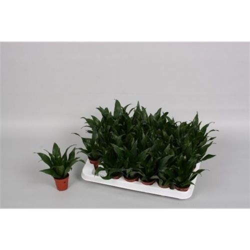 Драцена фрагранс Компакта - Dracaena fra Compact 