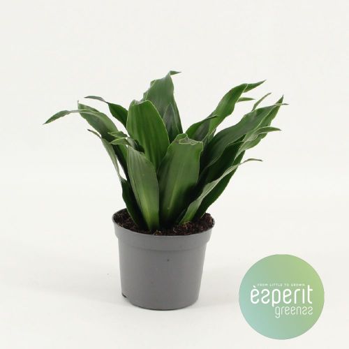 Драцена фрагранс Компакта - Dracaena fra Compact 