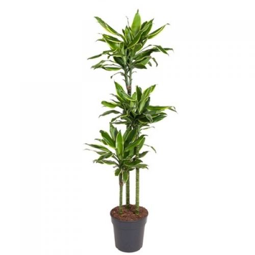 Драцена фрагранс Голден Коаст - Dracaena fragrans Golden Coast