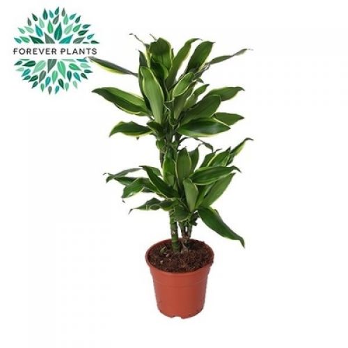 Драцена фрагранс Голден Коаст - Dracaena fragrans Golden Coast