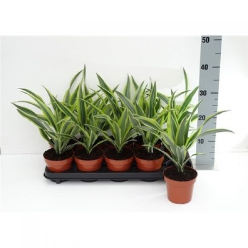 Драцена фрагранс Лимон Лайм - Dracaena fragrans Lemon Lime