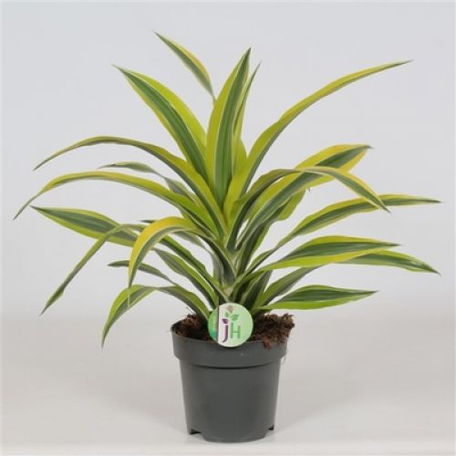 Драцена фрагранс Лимон Лайм - Dracaena fragrans Lemon Lime