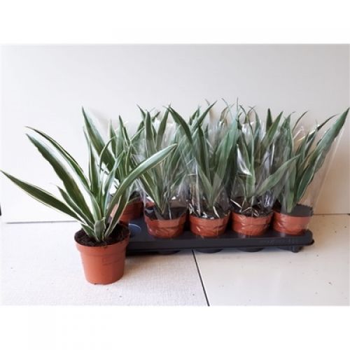 Драцена фрагранс Варнекей - Dracaena fragrans Warneckei