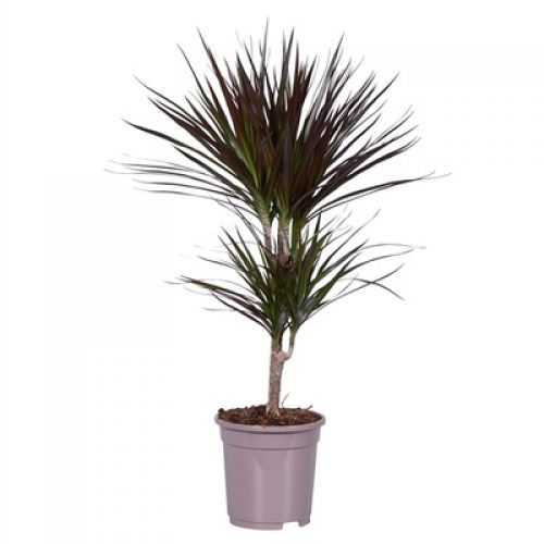 Драцена Маргината Маджента - Dracaena marg. Magenta 