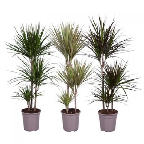 Драцена Маргината микс - Dracaena marg. mixed 