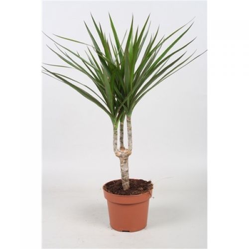 Драцена Маргината - Dracaena marginata 