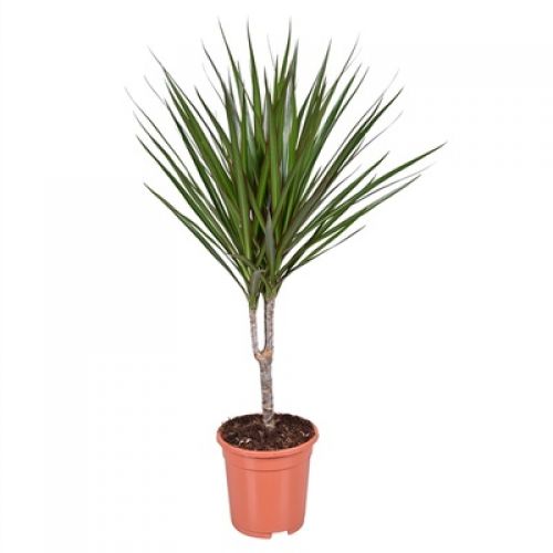 Драцена Маргината - Dracaena marginata 