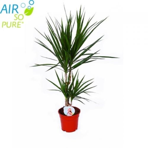 Драцена Маргината - Dracaena marginata 