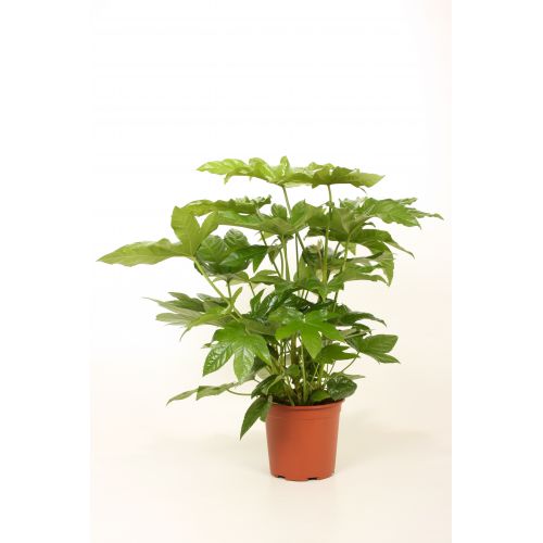 Фатсия Японика - Fatsia jap. 