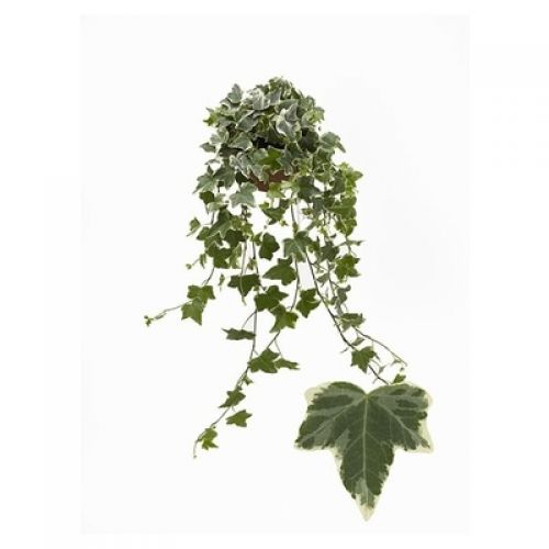 Хедера Ева - Hedera hel. Eva