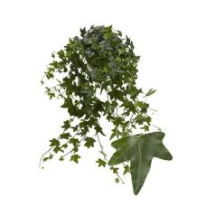 Хедера Якобин - Hedera hel. Jacobine