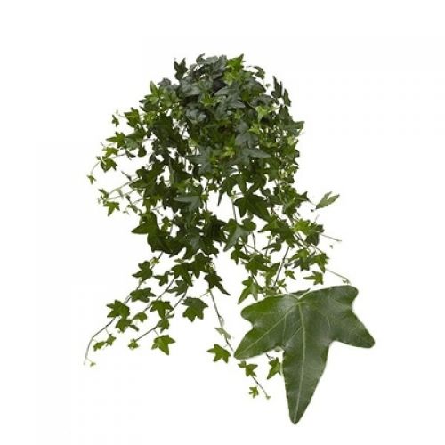 Хедера Якобин - Hedera hel. Jacobine