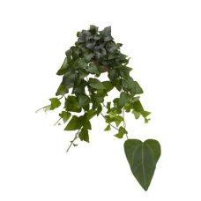 Хедера Майн Херц - Hedera hel. Mein Herz 
