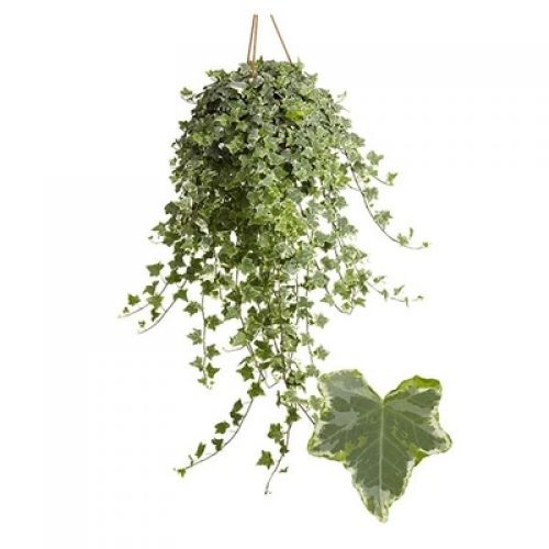 Хедера Минт Колибри - Hedera hel. Mint Kolibri Hanging basket 
