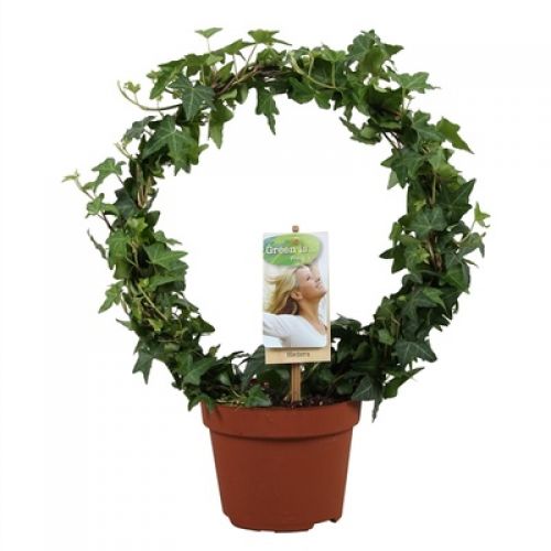Хедера Грин арка - Hedera hel. green Arch