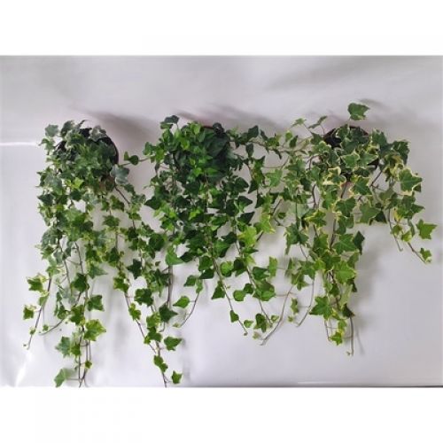 Хедера Микс - Hedera hel. mixed