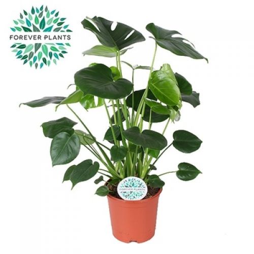 Монстера Делициоза - Monstera deliciosa