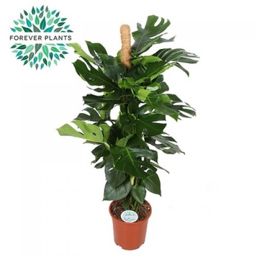 Монстера Делициоза на опоре - Monstera deliciosa moss stick 