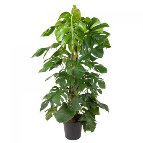 Монстера Делициоза на опоре - Monstera deliciosa moss stick 