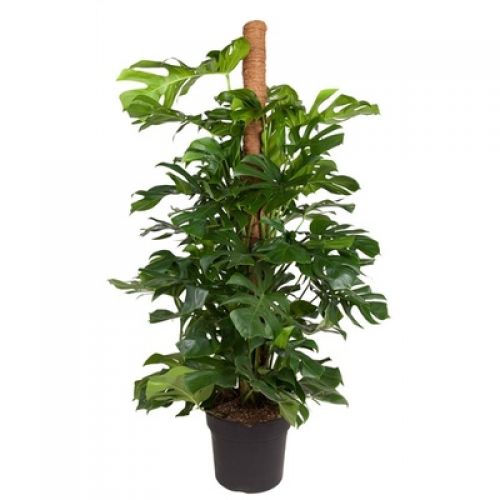Монстера Делициоза на опоре - Monstera deliciosa moss stick 