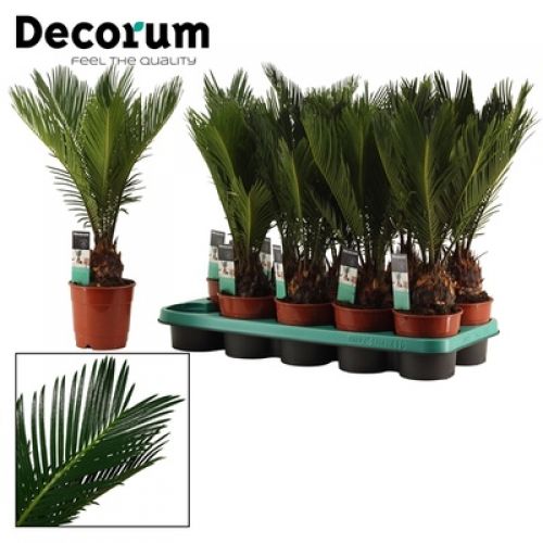 Цикас революта - Cycas revoluta 