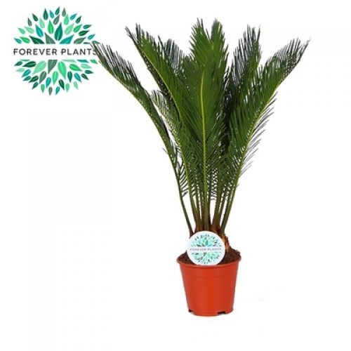 Цикас революта - Cycas revoluta 