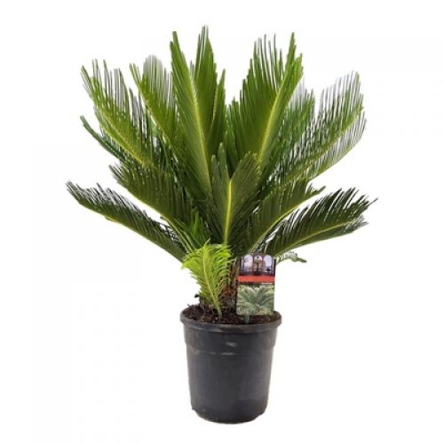 Цикас революта - Cycas revoluta 