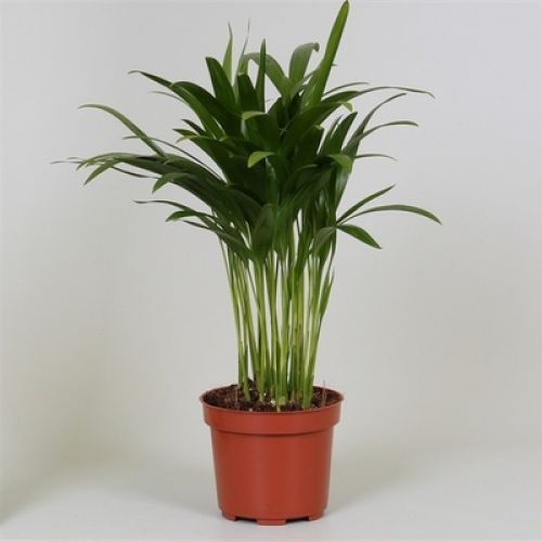 Дипсис Лютесценс - Dypsis lutescens