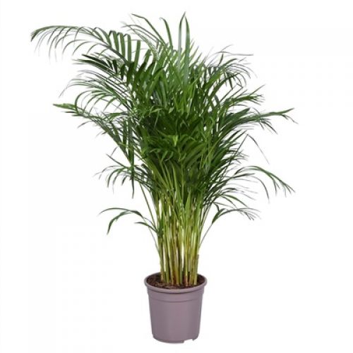 Дипсис Лютесценс - Dypsis lutescens