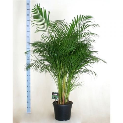 Дипсис Лютесценс - Dypsis lutescens