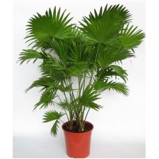 Ливистона ротундифолия - Livistona rotundifolia 