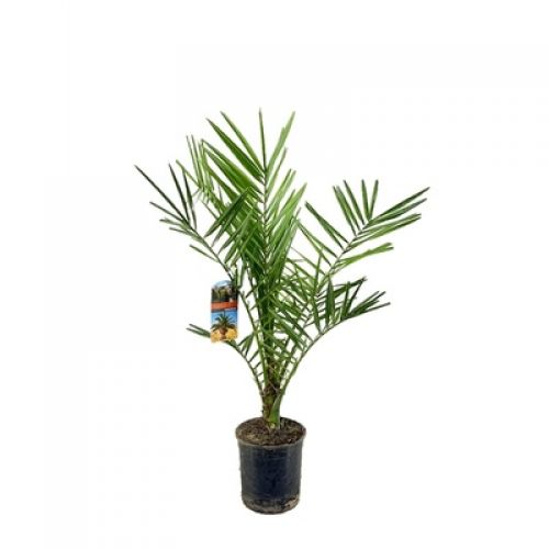 Финик канарский - Phoenix canariensis 