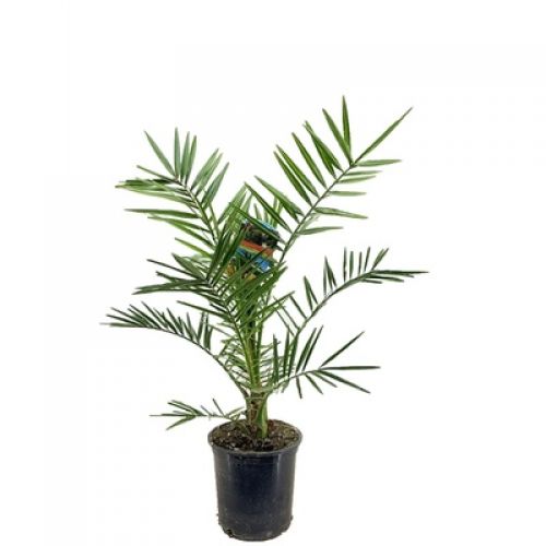 Финик канарский - Phoenix canariensis 