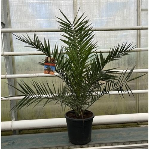 Финик канарский - Phoenix canariensis 