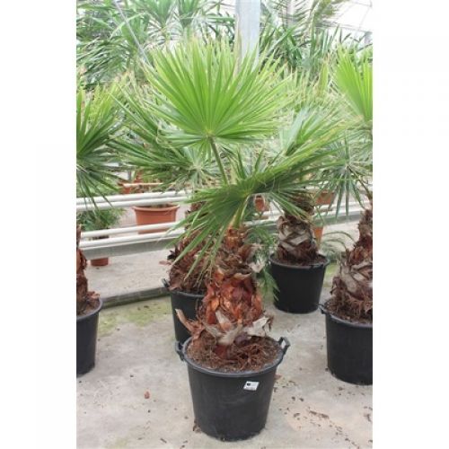 Вашингтония робуста - Washingtonia robusta