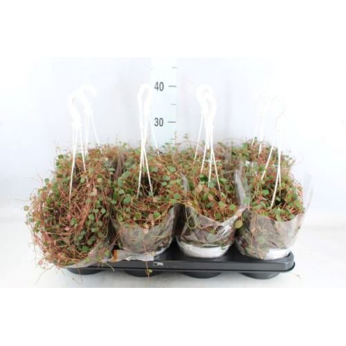 Пеперомия Пепперспот - Peperomia Pepperspot