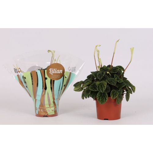 Пеперомия Лилиан - Peperomia cap. Lilian