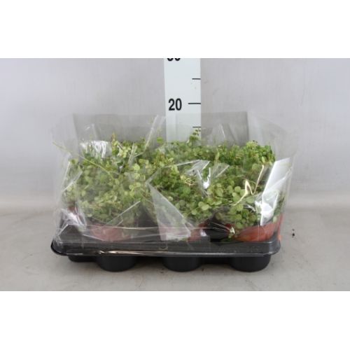 Пеперомия Прострата - Peperomia prostrata 