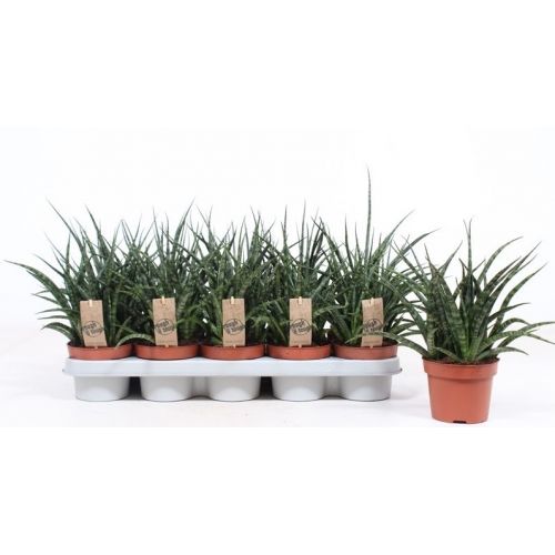 Сансевиерия Фернвуд Панк - Sansevieria Fernwood Punk